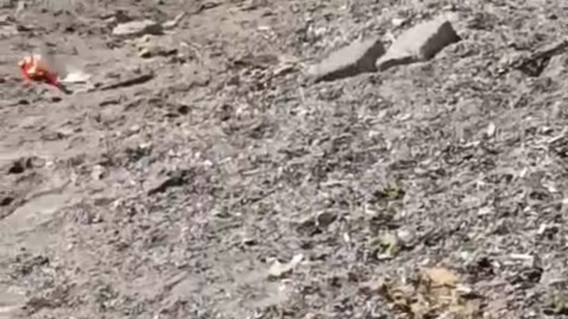 Aç kalan domuzlar sahile indi