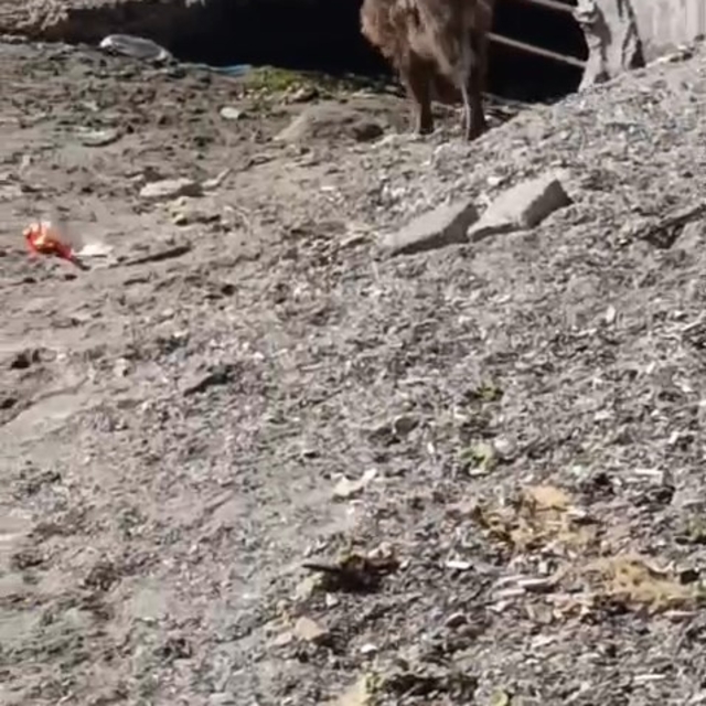 Aç kalan domuzlar sahile indi