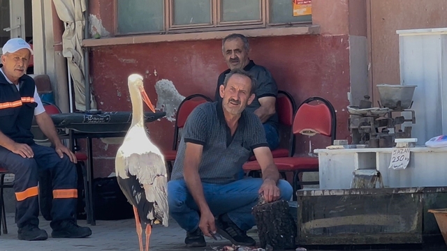 Balıkçı Ahmet ile leyleğin 10 yıllık kahvehane randevusu
Bu dostlar da kayıkta değil kahvehanede buluşuyor