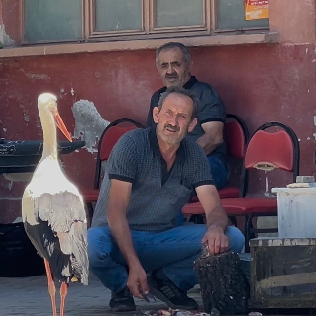 Balıkçı Ahmet ile leyleğin 10 yıllık kahvehane randevusu
Bu dostlar da kayı...