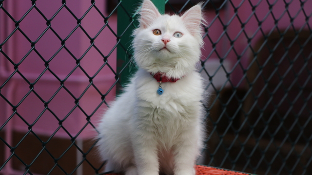 Van Kedi Villası'nda ilk dönem doğumlarda 100 yavru, bayramda 50 bin ziyaretçi