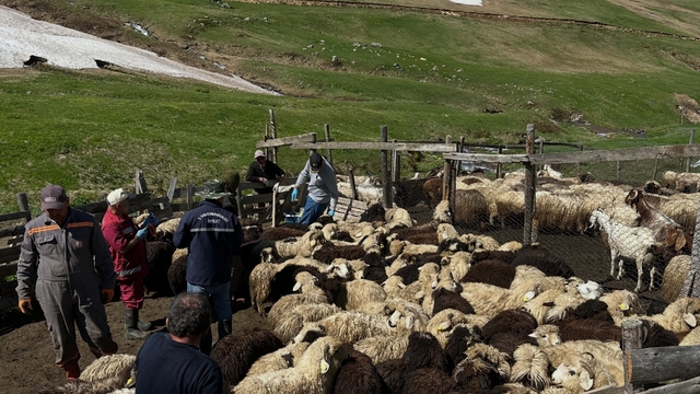 Aydıntepe'de küçükbaş hayvanlarda aşılama ve küpeleme çalışmaları sürüyor
