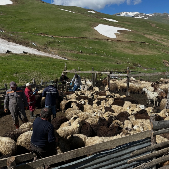 Aydıntepe'de küçükbaş hayvanlarda aşılama ve küpeleme çalışmaları sürüyor