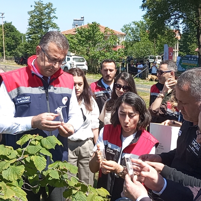 Samsun'da kahverengi kokarca zararlısı ile biyolojik mücadele için doğaya s...