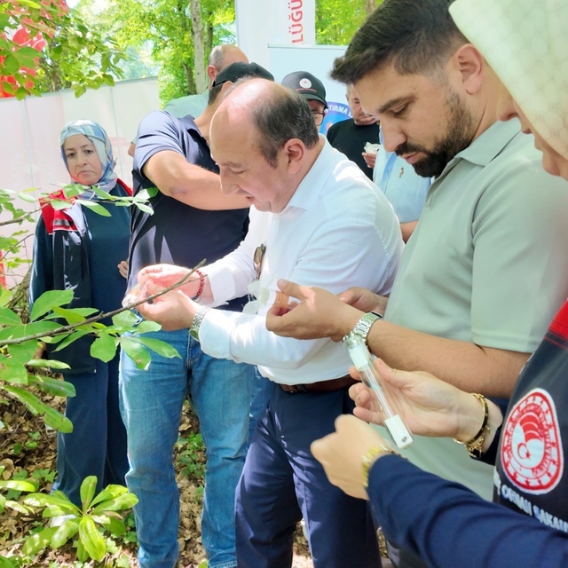 Savaşçı arılar kahverengi kokarcalar için salındı