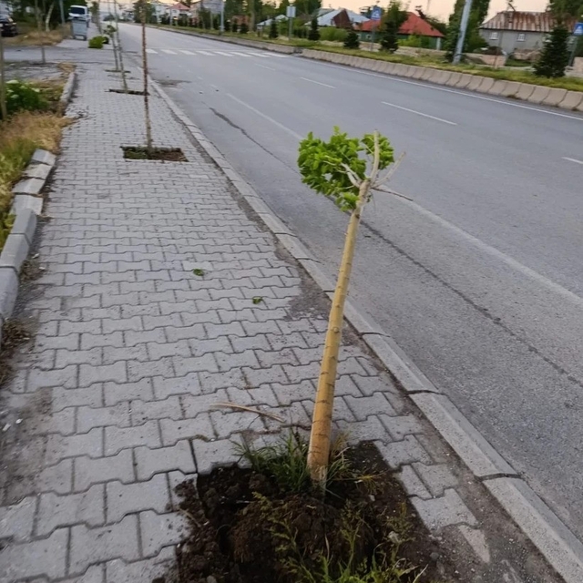 Patnos'ta ağaçlara zarar veren şüpheli yakalandı