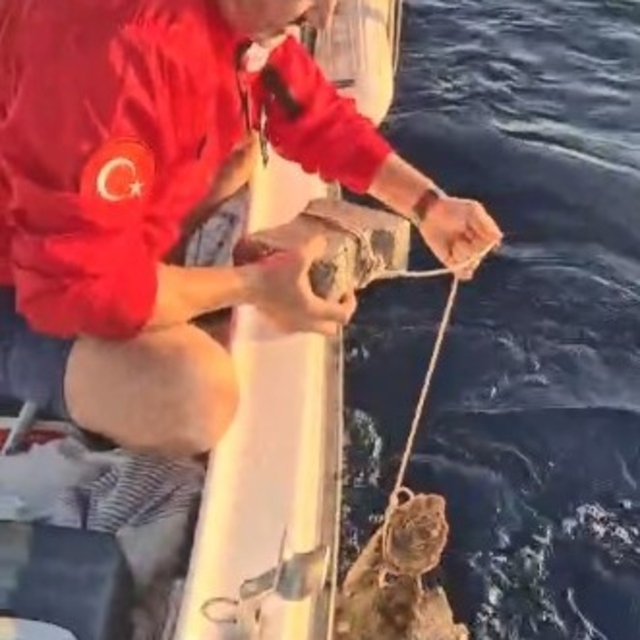 Böyle vicdansızlık görülmedi: "Deniz kaplumbağasının ayağına kaldırım taşı...