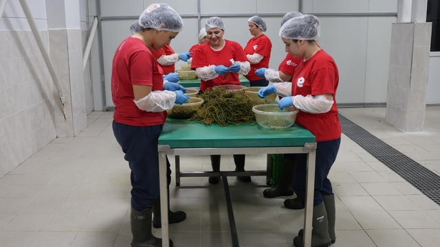 Tarımsal Ürün Fabrikası ile kadınlar üretiyor Efeler kazanıyor
