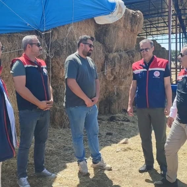 Çine'de üreticiye 30 baş etçi düve desteği