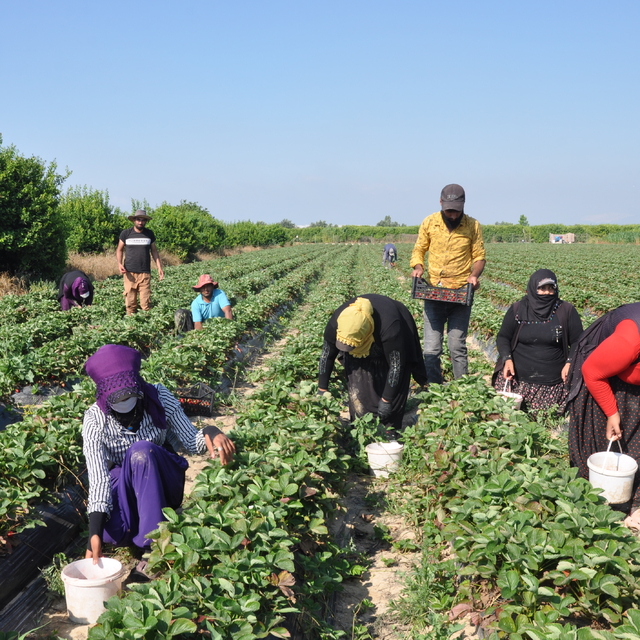 Mersin'de açık alanda üretilen tescilli Silifke çileğinde hasat sürüyor