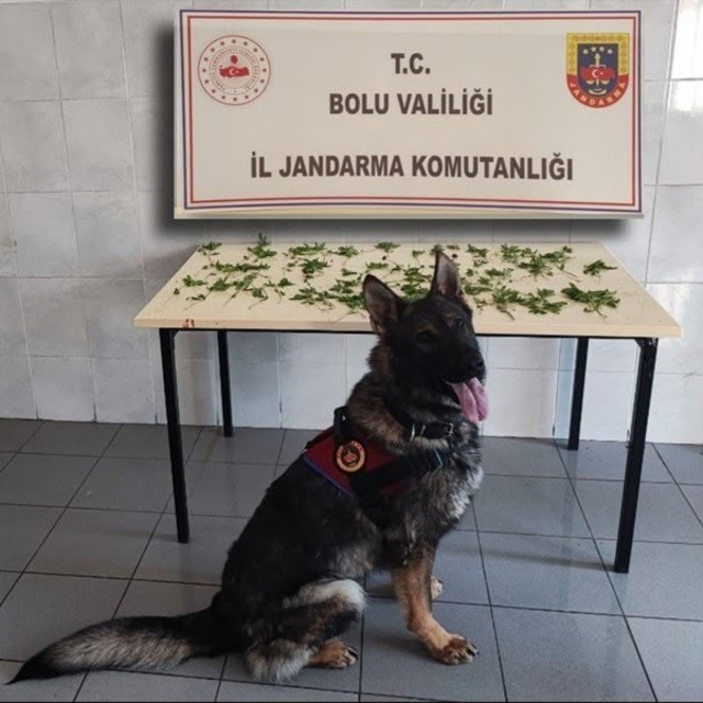 Bolu'da jandarmadan peş peşe uyuşturucu ve kaçakçılık operasyonları: 3 tutu...