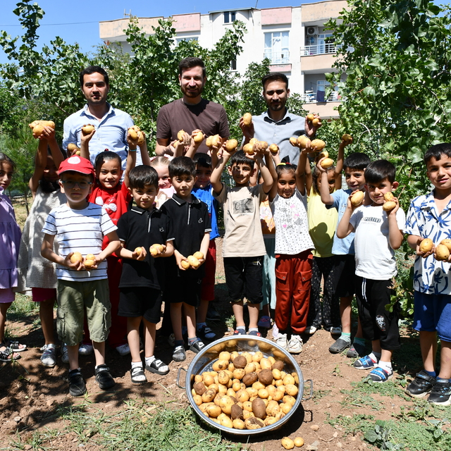 Batman'da anaokulu öğrencileri bahçede yetiştirdikleri patatesleri hasat et...