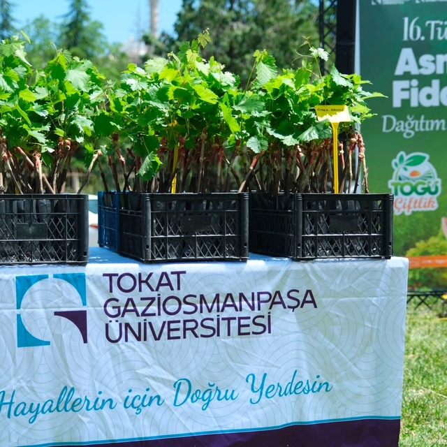 TOGÜ'de üretilen 2 bin tüplü aşılı asma fidanı üreticilere dağıtıldı