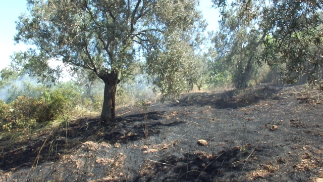 Burhaniye de çıkan arazi yangınında çok sayıda zeytin ağacı zarar gördü