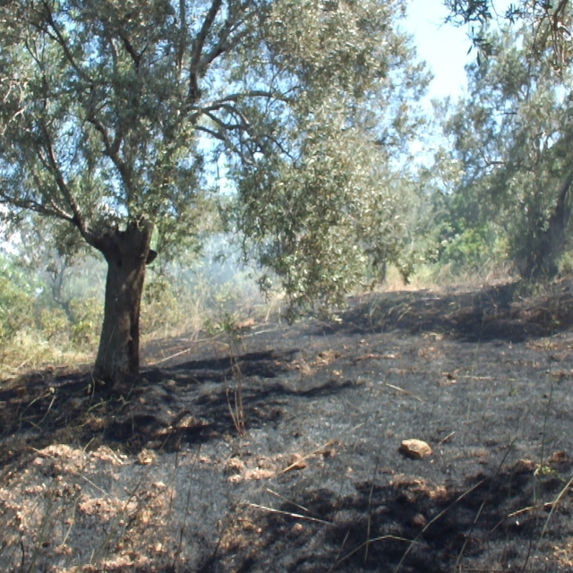 Burhaniye de çıkan arazi yangınında çok sayıda zeytin ağacı zarar gördü