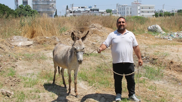 Adanalılar eşeklerin sahibini arıyor