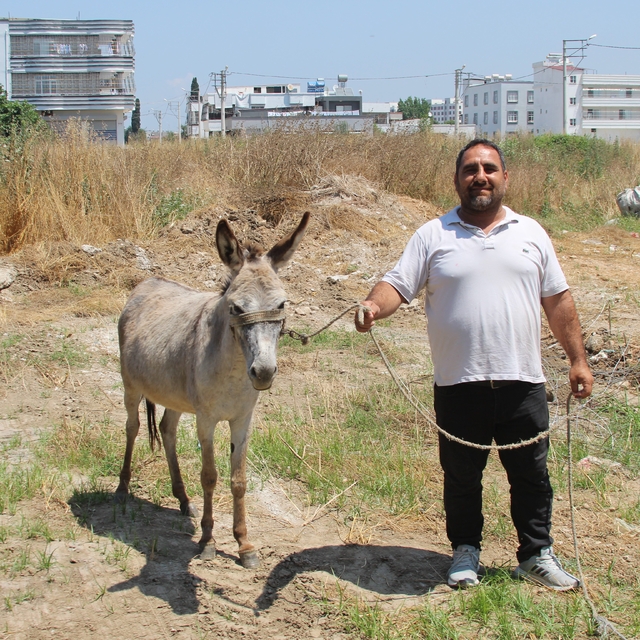 Adanalılar eşeklerin sahibini arıyor