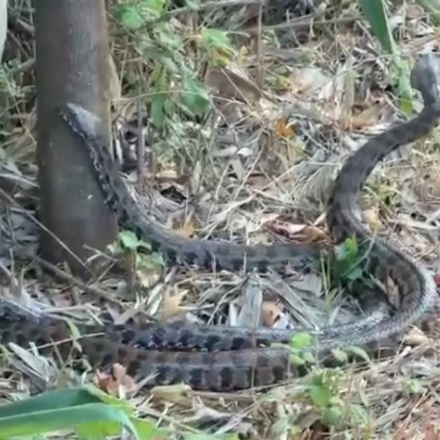 Adana'da havalar ısındı, parklarda yılanlar görülmeye başlandı
Adana Veteri...