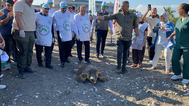 Tedavisi tamamlanan 3 deniz kaplumbağası yeniden denizle buluştu