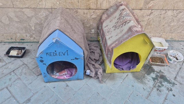 Kediler için yaptığı evler için vicdanlara seslendi, "Lütfen dokunmayalım"