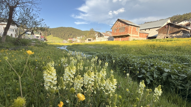 Galeri
