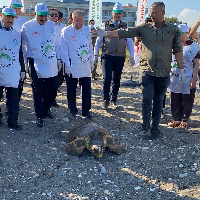 Tedavisi tamamlanan 3 deniz kaplumbağası yeniden denizle buluştu