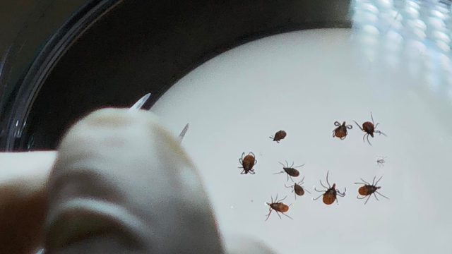 Japon bilim insanları kene araştırmaları için TOGÜ'de