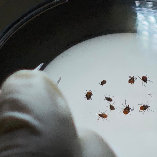 Japon bilim insanları kene araştırmaları için TOGÜ'de