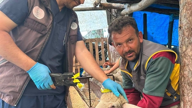Simav'da küçükbaş hayvanlara aşılama ve küpeleme çalışması