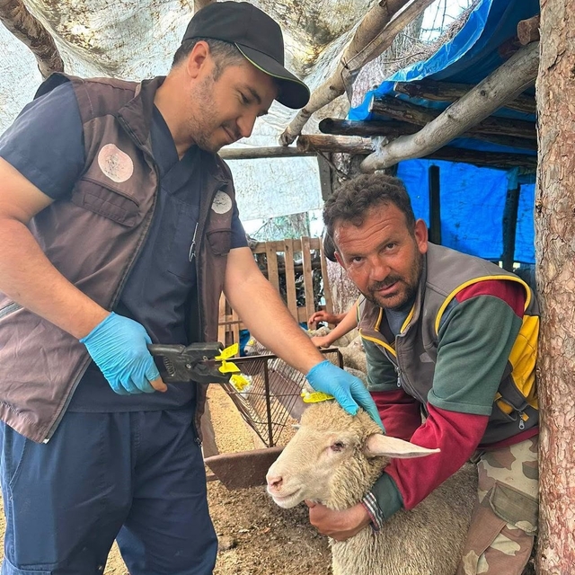 Simav'da küçükbaş hayvanlara aşılama ve küpeleme çalışması