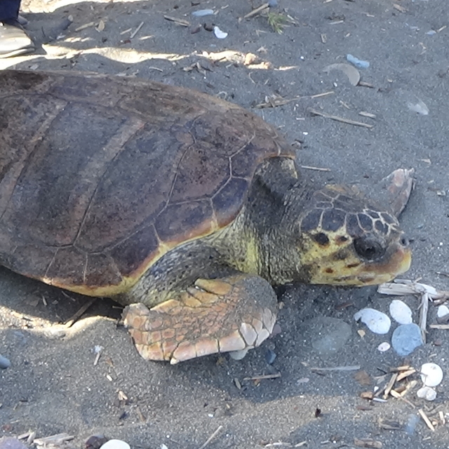 Mersin'de tedavileri tamamlanan 3 kaplumbağa denizle buluşturuldu