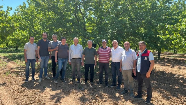 Kayısı rekolte tespit çalışmaları sürüyor