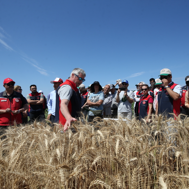 Çanakkale'de yerli 13 buğday ve 9 arpa çeşidi üreticiye tanıtıldı