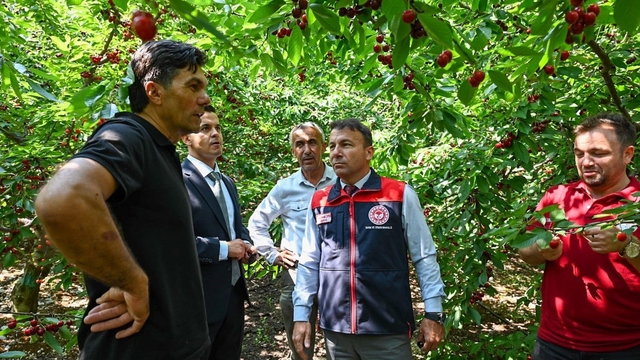 Honaz'da kiraz hasadı başladı
