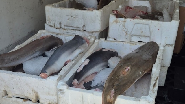 Antalya'da nesli koruma altındaki balık türlerini avlayan kişiye ceza kesildi
