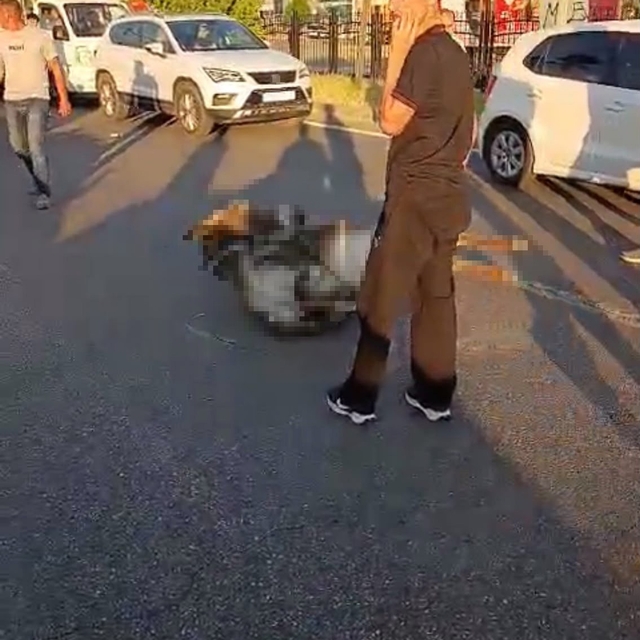Bingöl'de otomobilin çarptığı eşek telef oldu