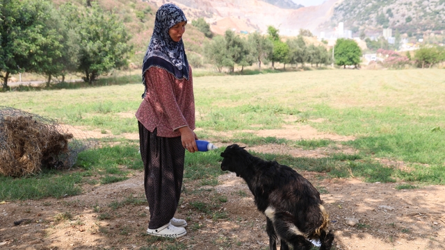 Annesinin reddettiği oğlak, anne sevgisini Hayriye teyzenin yanında buldu