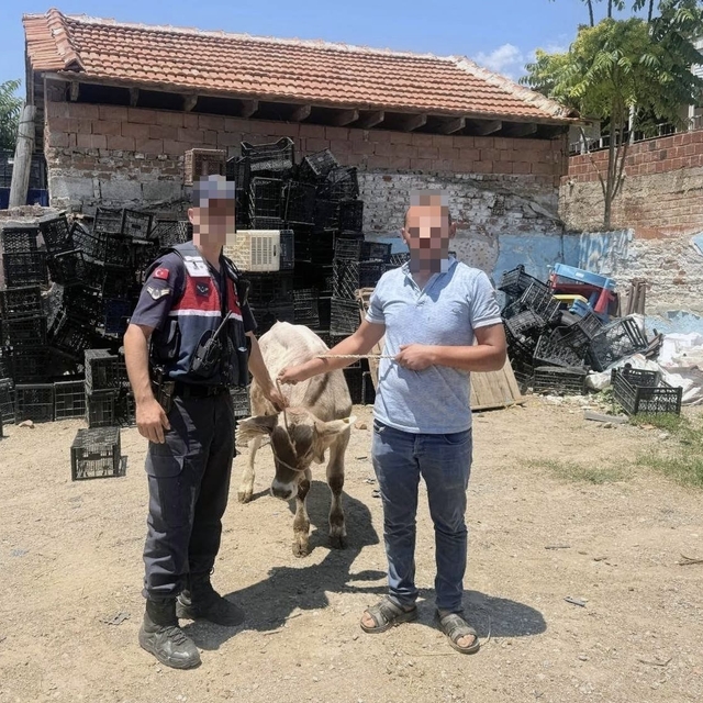 Ahırdan çalınan büyükbaş hayvan bulundu