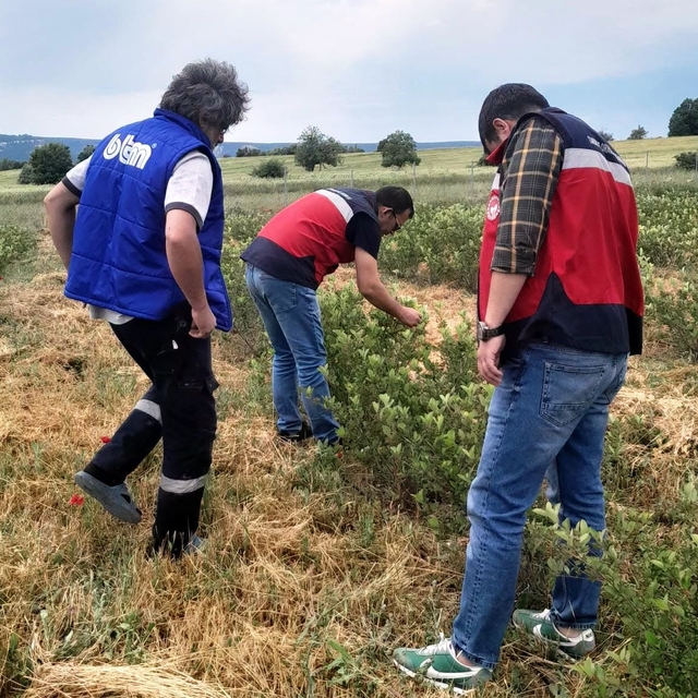 Domaniç'te aronya üretimine yönelik teknik çalışmalar sürüyor