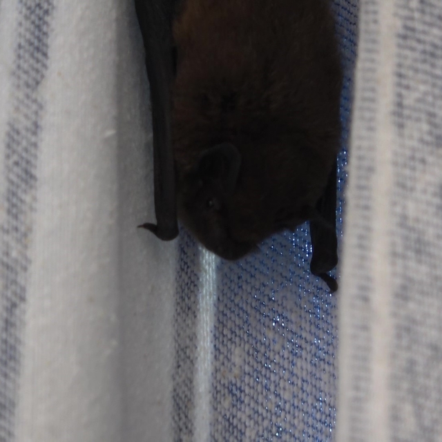 Yarasa balkon perdesini yuvaya dönüştürdü, ev sahibi 'Batman' adını verdi