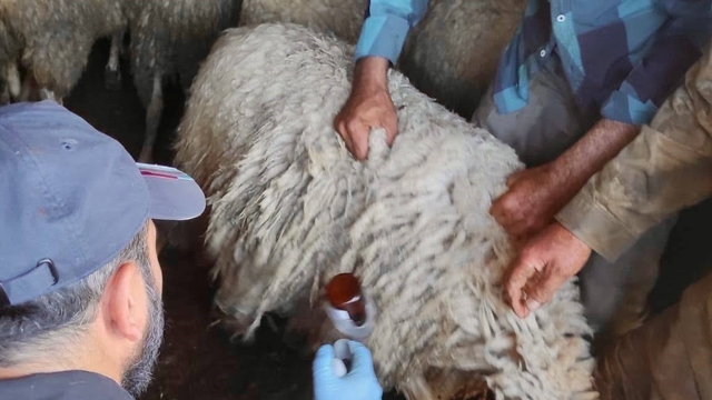 Bolvadin'de küçükbaş hayvanlara yönelik aşılama ve küpeleme çalışması