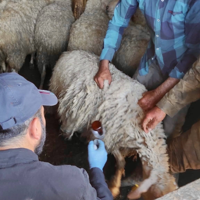 Bolvadin'de küçükbaş hayvanlara yönelik aşılama ve küpeleme çalışması