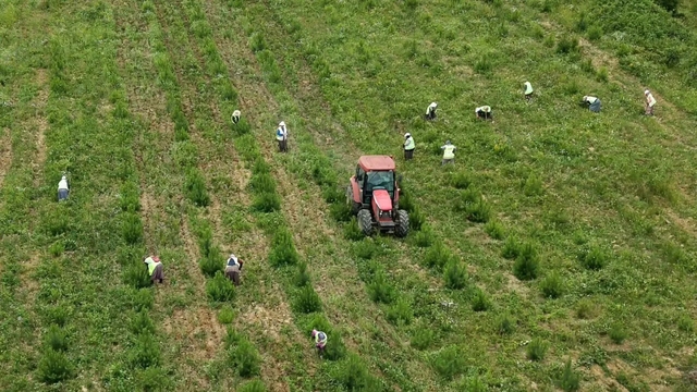 Sinop'ta geleceğin ormanları için bakım seferberliği