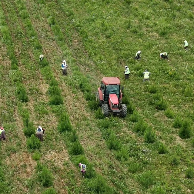 Sinop'ta geleceğin ormanları için bakım seferberliği