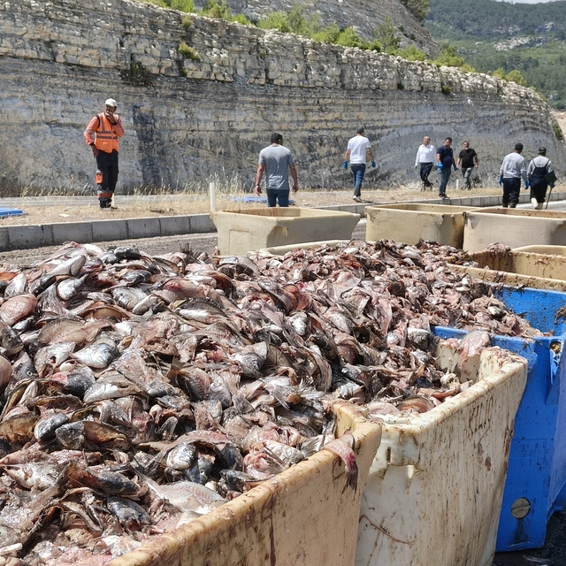 Seyir halindeki tırın dorsesi patladı, 15 ton balık atığı yola saçıldı