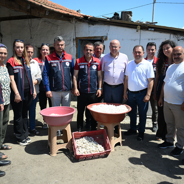 Edirne'de ipekböceği yetiştiren kadın üreticiler yaş kozaları topladı
