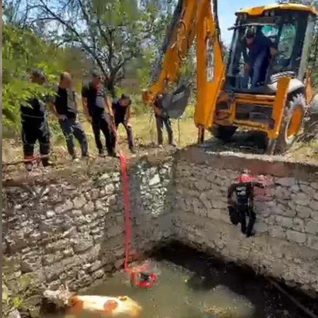Malatya'da sulama havuzuna düşen inek, halatla çıkarılıp kurtarıldı