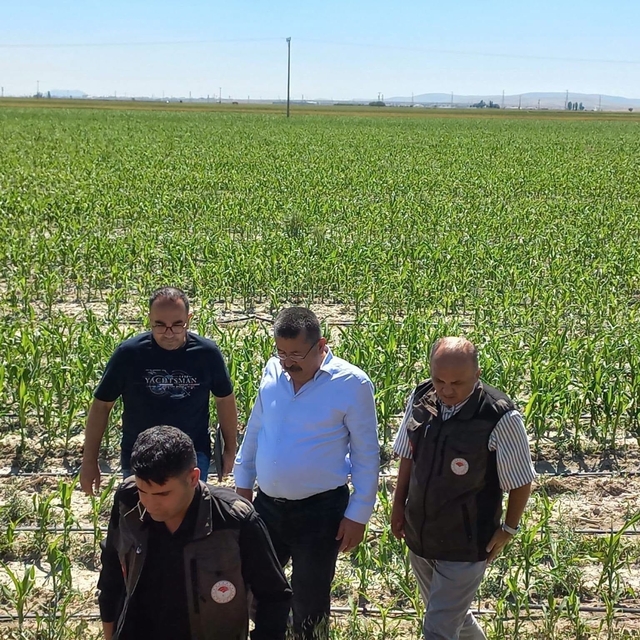 Karapınar'da dolu afetinin etkilediği alanlarda inceleme