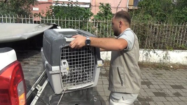 Aydın'da oklu kirpi operasyonu
Koruma altındaki oklu kirpi için seferber oldular