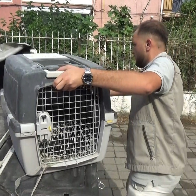 Aydın'da oklu kirpi operasyonu
Koruma altındaki oklu kirpi için seferber ol...